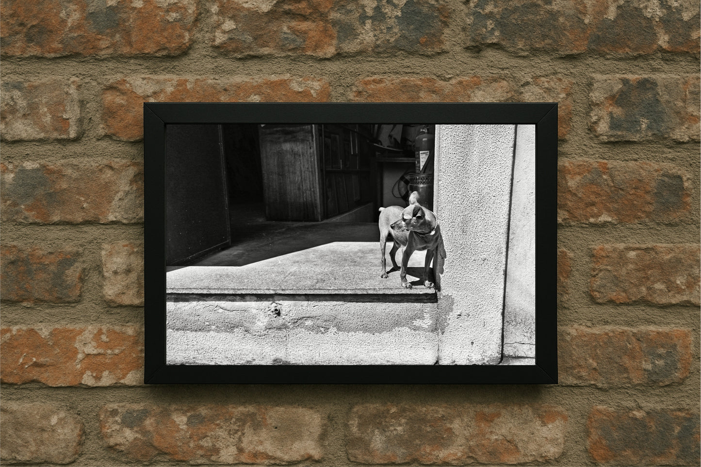 “Doorstep Duo – Quiet Street Moment” 🖤🐾