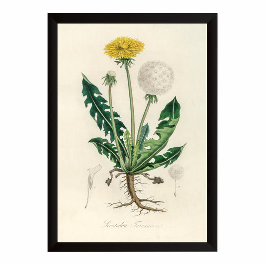 Vintage Dandelion Botanical Wall Art | Antique Botanical Illustration