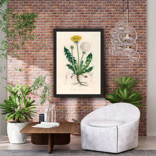 Vintage Dandelion Botanical Wall Art | Antique Botanical Illustration