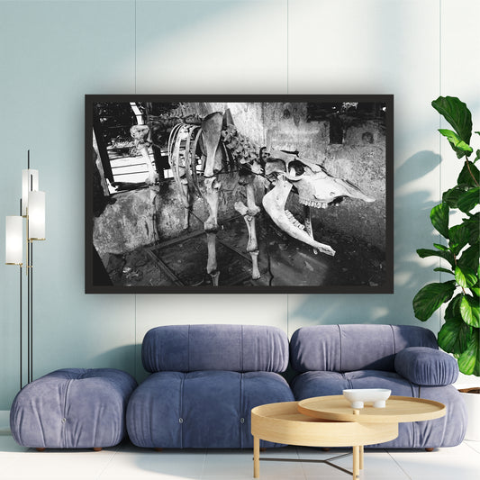 Animal Skeleton Black & White Wall Art | Wildlife Photography