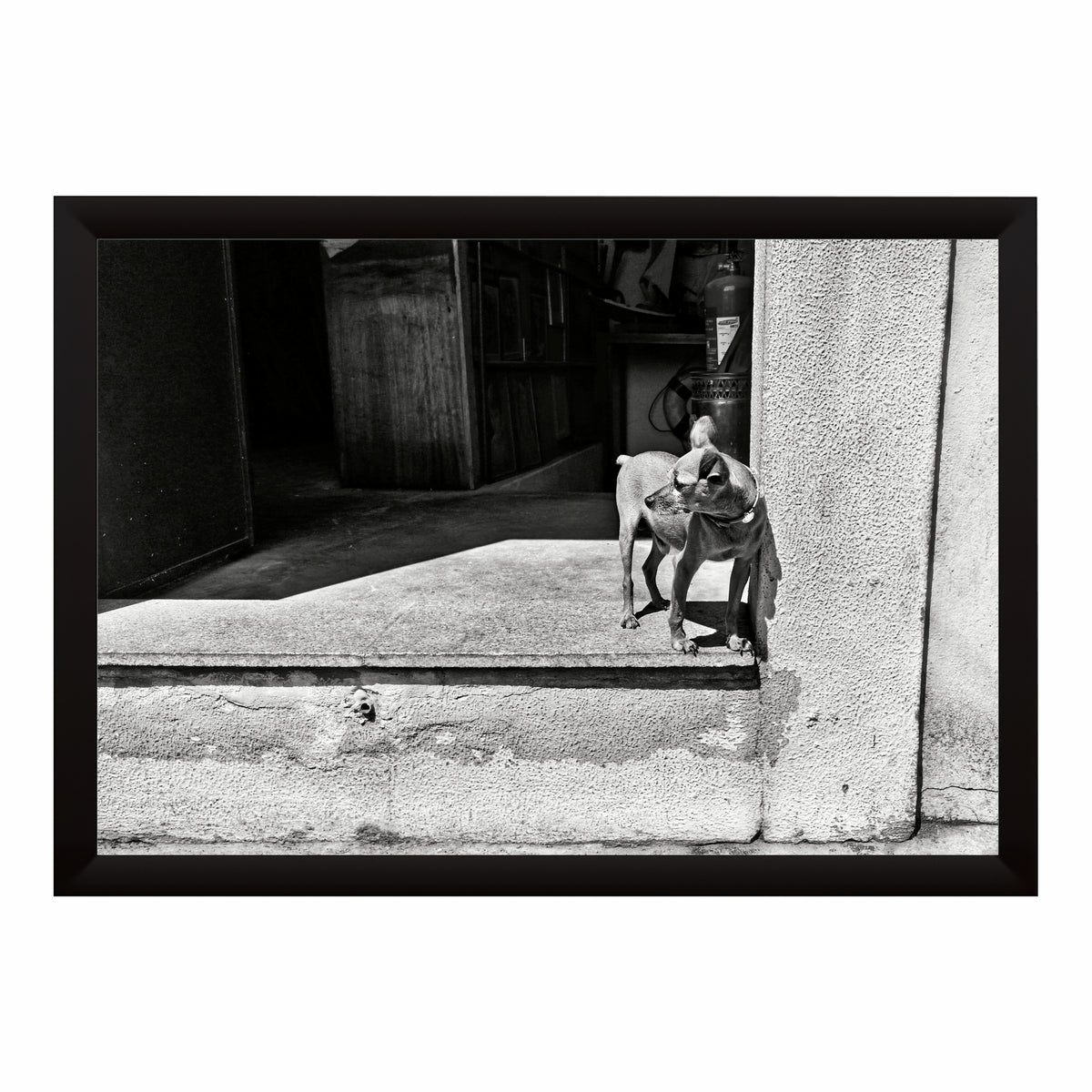 Street Dog Black & White Wall Art | Animal Photography
