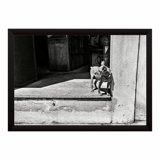 Street Dog Black & White Wall Art | Animal Photography