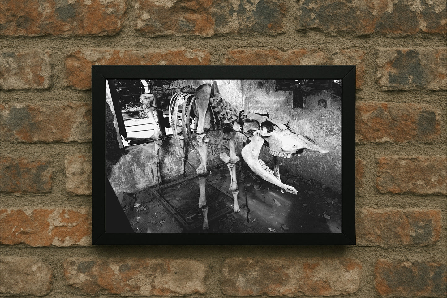 “Forgotten Bones – Abandoned Still Life Frame” 🖤🦴