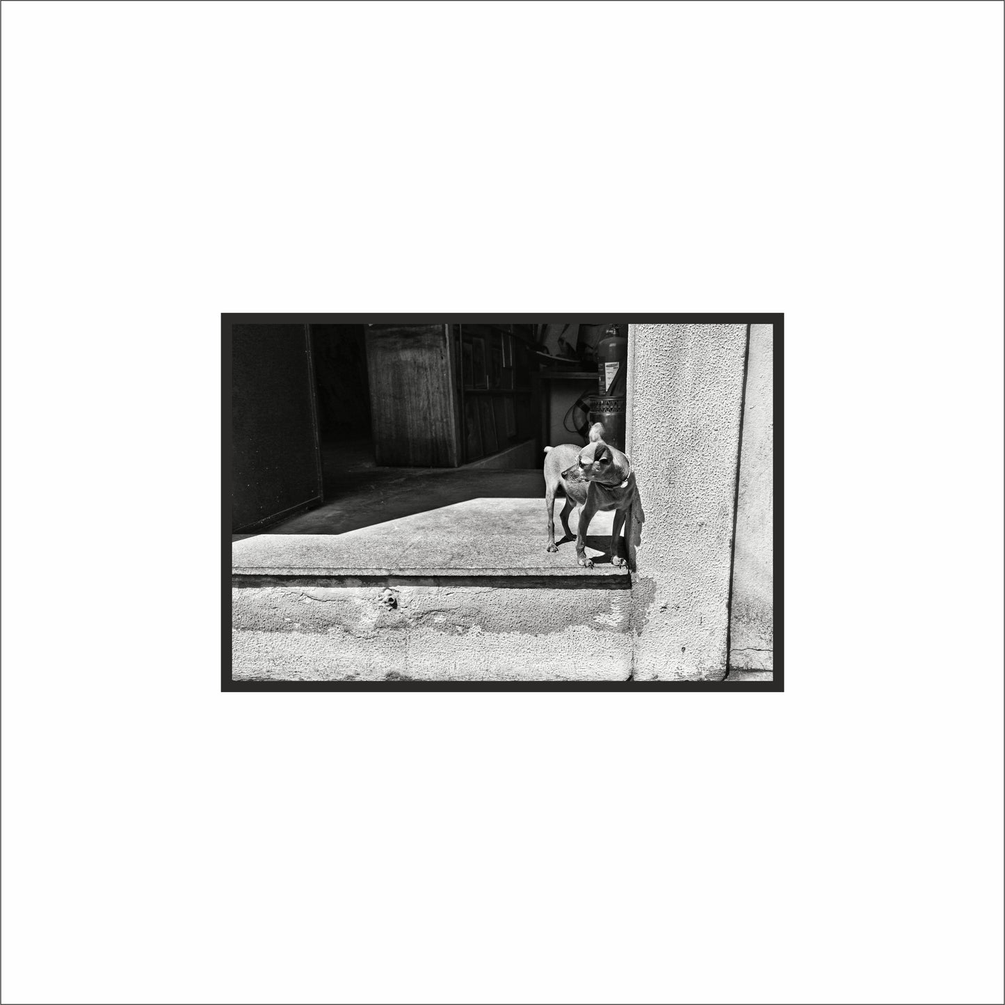 “Doorstep Duo – Quiet Street Moment” 🖤🐾