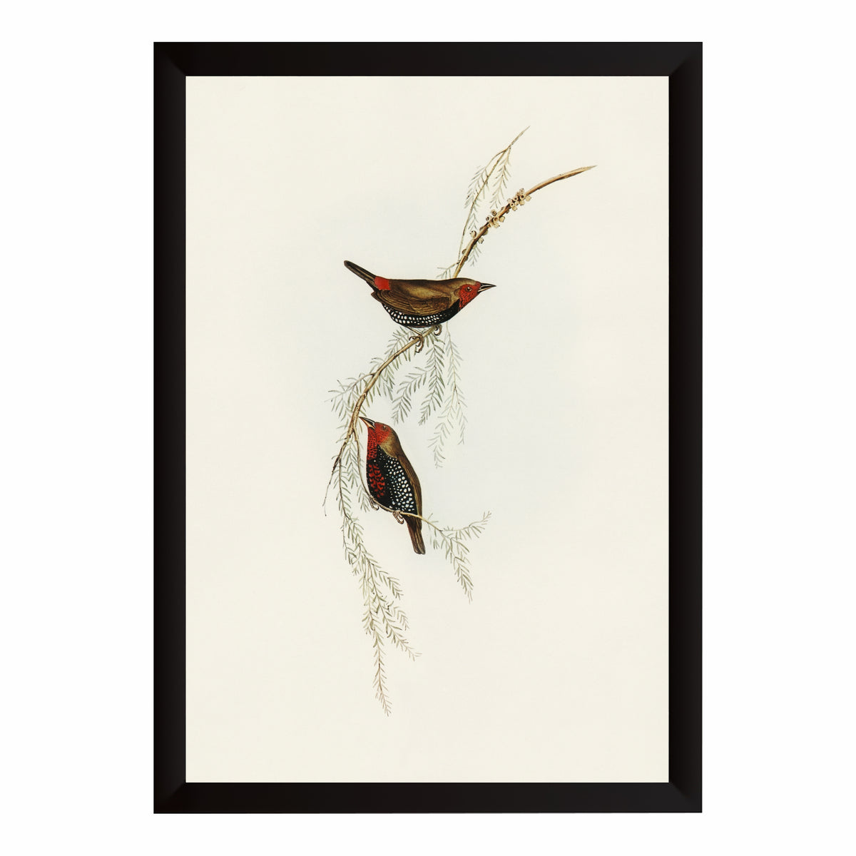 Vintage Botanical Bird Wall Art | Antique Bird Illustration & Nature Print