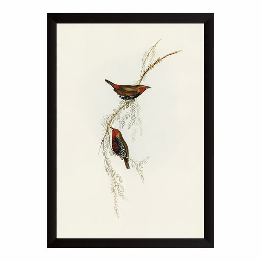 Vintage Botanical Bird Wall Art | Antique Bird Illustration & Nature Print